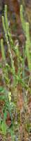 Lanceleaf Ragweed