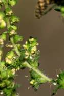 Common Ragweed