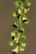 Common Ragweed