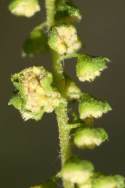 Common Ragweed