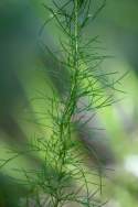 Dogfennel / Cypress-weed