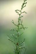 Dogfennel / Cypress-weed