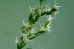 Dogfennel / Cypress-weed