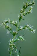 Dogfennel / Cypress-weed
