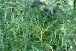 Dogfennel / Cypress-weed