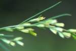 Dogfennel / Cypress-weed