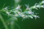 Dogfennel / Cypress-weed