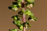 Common Ragweed