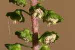 Common Ragweed