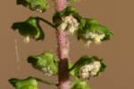 Common Ragweed