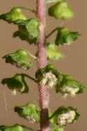 Common Ragweed