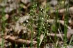 Quaking Grass