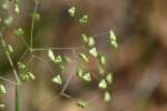 Quaking Grass