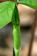 Jack-in-the-Pulpit