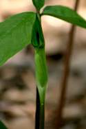 Jack-in-the-Pulpit