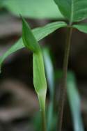 Jack-in-the-Pulpit