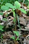 Jack-in-the-Pulpit