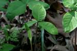 Jack-in-the-Pulpit