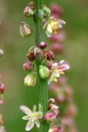 Wild Sorrel