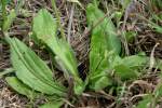 Common Plantain