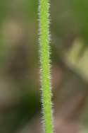 Common Plantain