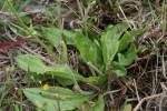 Common Plantain