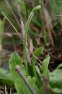 Common Plantain