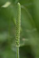 Common Plantain