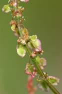 Wild Sorrel