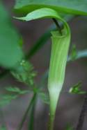 Jack-in-the-Pulpit