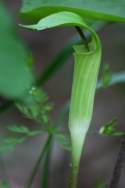 Jack-in-the-Pulpit