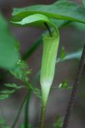 Jack-in-the-Pulpit