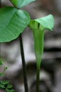 Jack-in-the-Pulpit