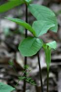 Jack-in-the-Pulpit