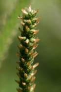 Common Plantain