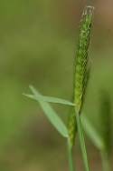 Little Barley