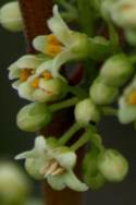 Atlantic Poison Oak