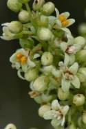 Atlantic Poison Oak