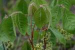 Atlantic Poison Oak