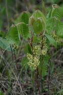 Atlantic Poison Oak