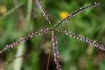 Bermudagrass