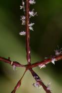 Bermudagrass