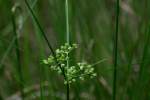 Marsh Flatsedge