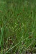 Marsh Flatsedge