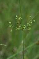 Marsh Flatsedge