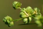 Marsh Flatsedge