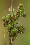 Grassleaf Sedge