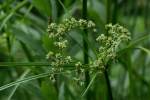 Marsh Flatsedge