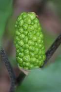 Jack-in-the-Pulpit