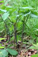 Jack-in-the-Pulpit